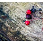 Picture of red berries lying on rotten wood